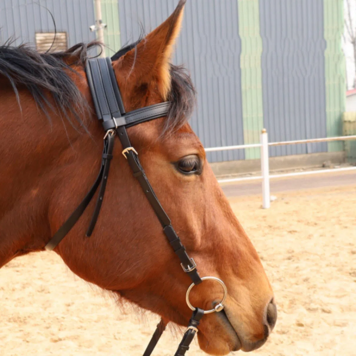 Brida para Caballo Resistente Equipo Ecuestre Cabezada Ajustable y Antideslizantes de PVC Adecuado para Entrenamiento Competición y, Negro