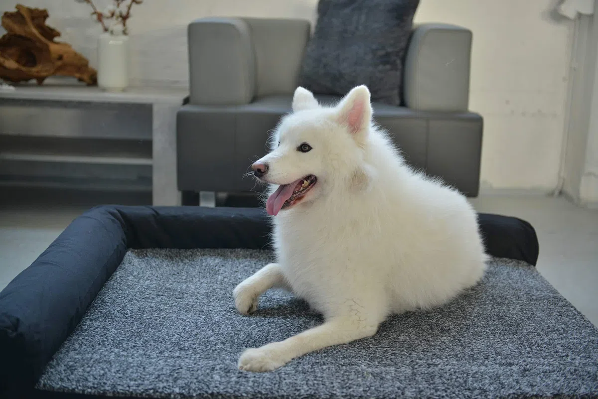 RAIKOU Cama Ortopédica para Perros Grandes,Sofá para Perros,Cama para Mascotas,Cama para Perro de Espuma viscoelástica,Desmontable y Lavable(Gris Mezclado,100 * 80cm)