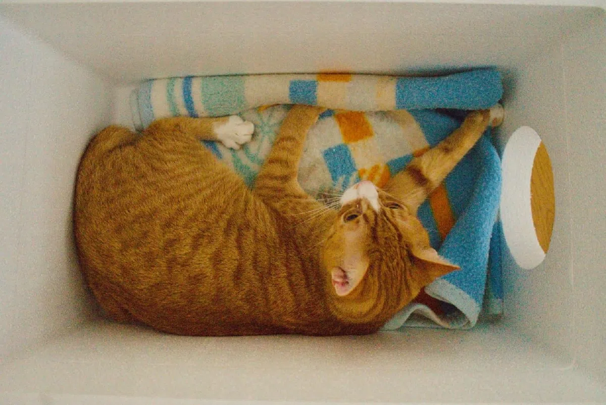 QLS Caseta para gatos de poliestireno resistente a la intemperie – 58 x 38 cm aislado para exteriores