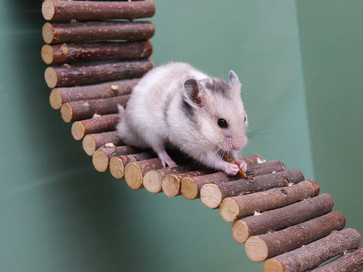 Puente de escalera de rata, juguete de escalera de madera para hámster, accesorios de jaula de animales pequeños para pájaros, loros, hámster, rata, deslizador de azúcar, cangrejo ermitaño, chinchilla
