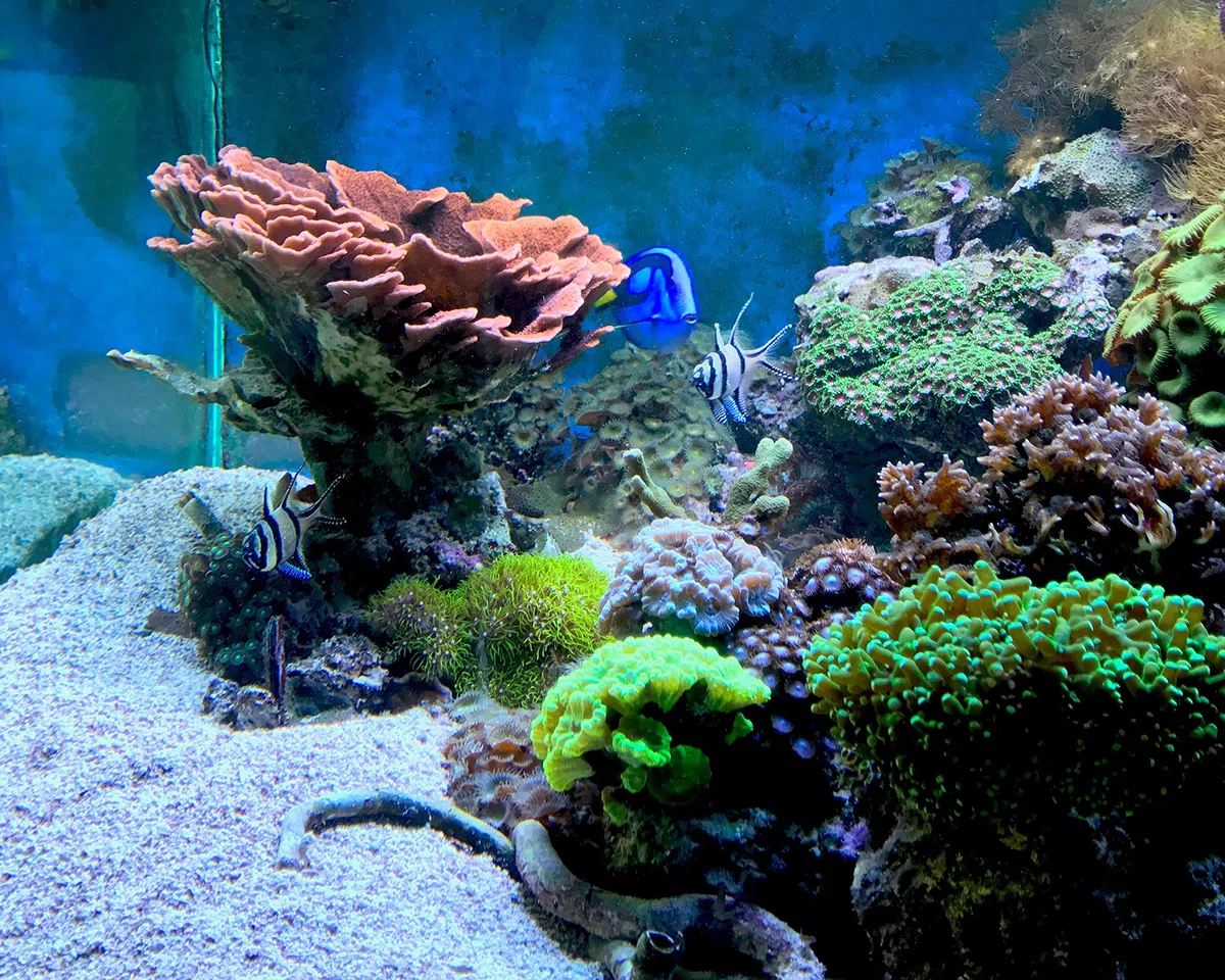 Seachem Reef Kalkwasser - 1 kg
