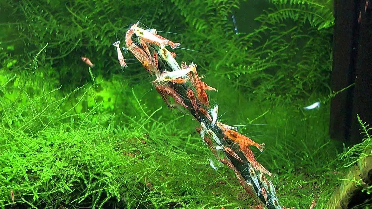 GlasGarten Shrimp Lollies - Alimento para camarones