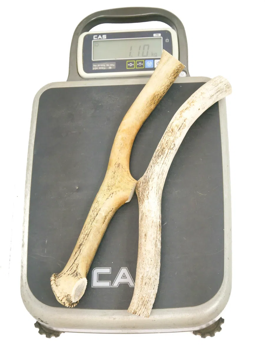RF-Deer Asta de Ciervo Natural, Decoración Única, Juguete para Perros, Juguete de Masticar, Seguro para Perros, La Subasta Incluye la Venta de 1 kg (40-50 cm, 1-3 Piezas)