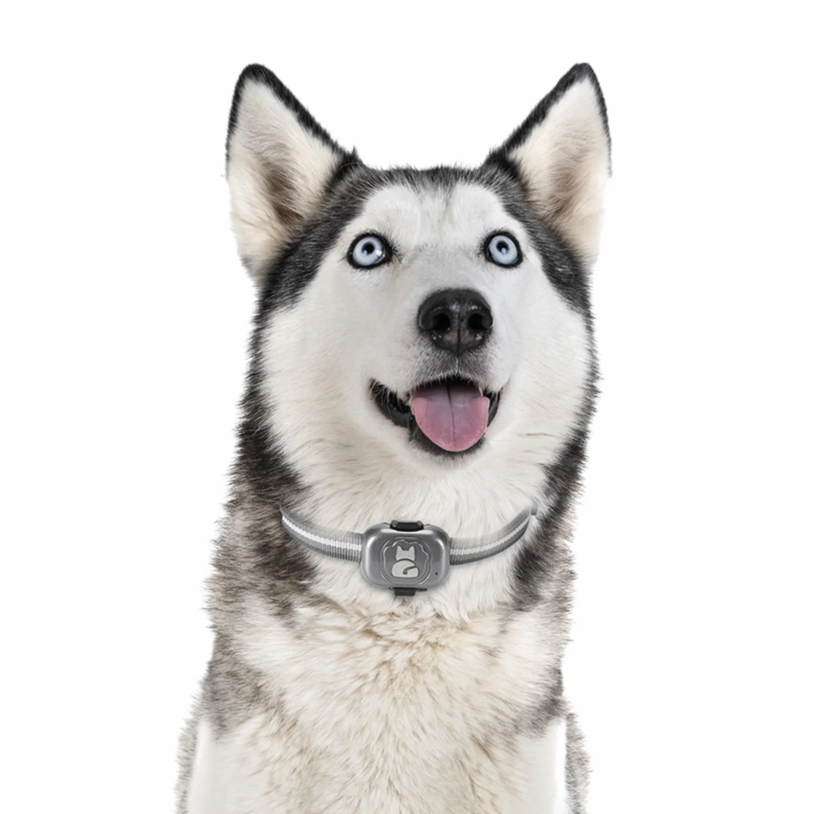 2X Rastreador GPS 2G para Localizador de Perros Dispositivo Antipérdida Una Prueba de Agua Buscador de Objetos para Teléfonos Inteligentes Alarma Pequeña Antirrobo para Mascotas