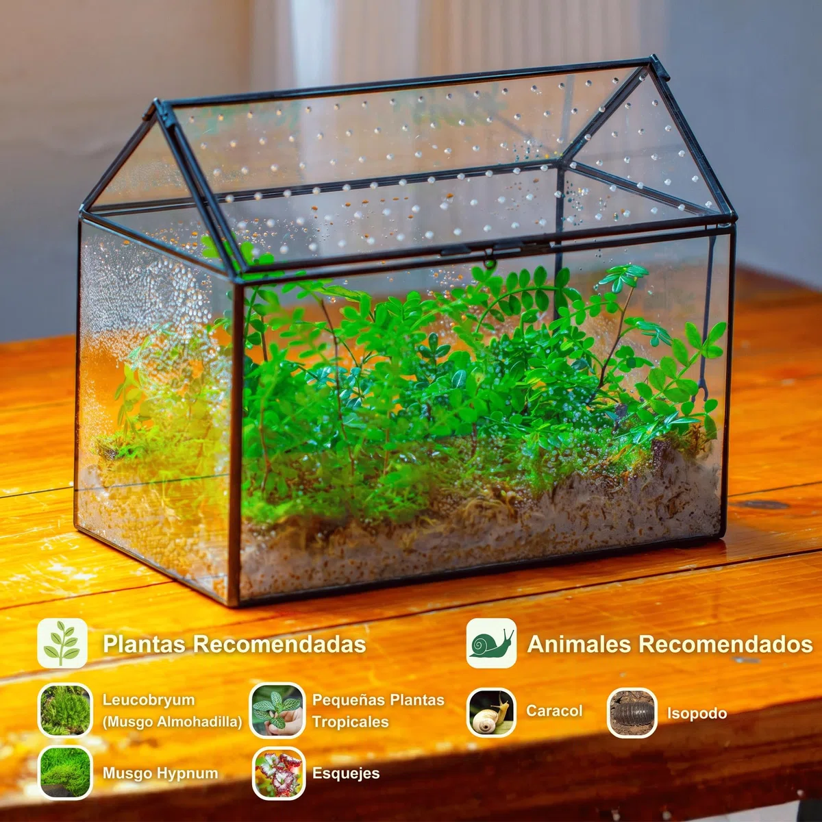 NCYP 26x15x21cm, Terrario de Cristal en Forma de Casa Con Tapa Acrílica, Caja Geométrica Grande Hecha a Mano para Caracoles, Suculentas, Plantas, Regalo DIY (Sólo Terrario)