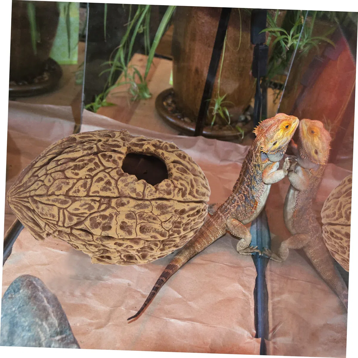 Refugio Acuático De Decoración para Peceras Casa Escondite De Peces y Tortugas Accesorio De Acuario Natural para Crear Un Entorno Vibrante y Divertido