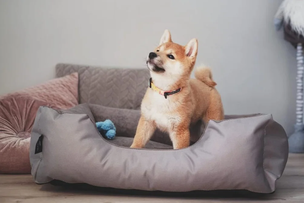 BedDog Zara - Cama para Perros con Funda extraíble y Lavable, sofá para Perros medianos XL