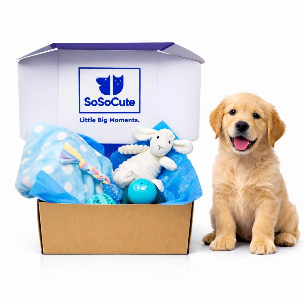Caja de regalo azul para perros, juego de 5 juguetes masticables para cachorros, paquete de cuidado con manta para perro, felpa chirriante, mordedor de goma para cachorros, bola de dentición