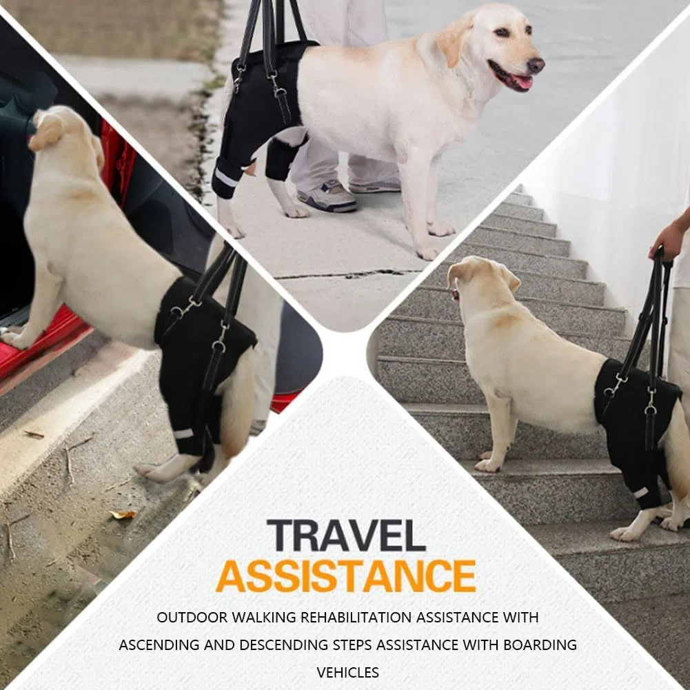 Silla De Ruedas Ajustable para Perros con Arnés De Soporte Trasero Y Resorte con Memoria, Ayuda Reflectante para La Movilidad De Perros Mayores con Displasia De Cadera, (m) Colour XL