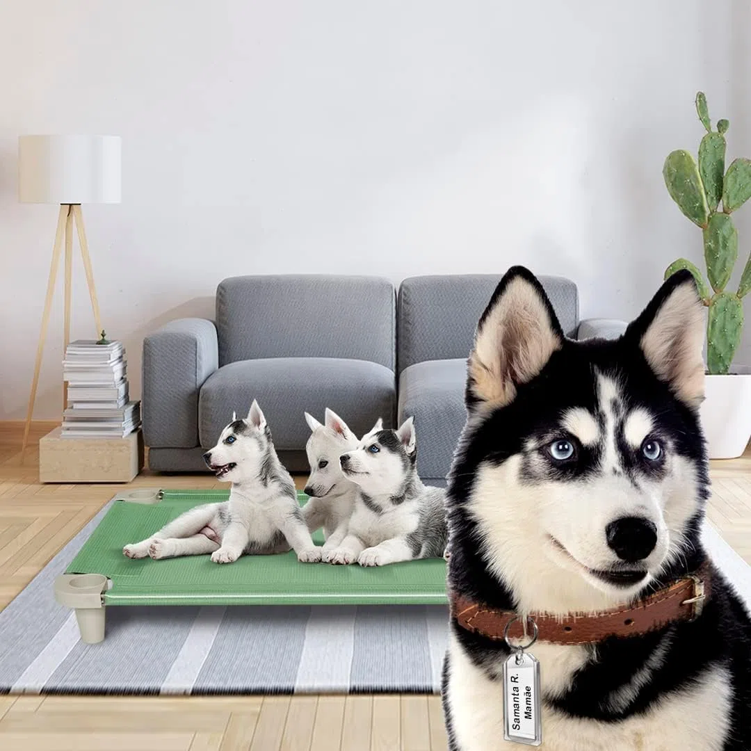 Acrimet Cama Elevada para Perros, Malla Lavable y Transpirable, Estructura de Acero Inoxidable, para Uso Interior y Exterior (Tamaño: 102 x 61 x 11cm) (Color Verde) (1 Unidad)