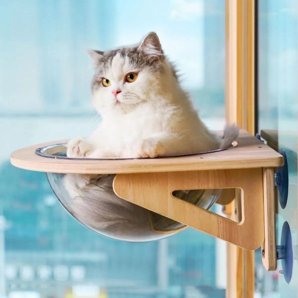 Repisas Para Gatos Para Pared Cueva de Mascotas con Ventosas de | Hamaca Ventana Para Gato Destinado a Trabajo Cocina Sala de Estar Hogar Interior Apartamento Esquina