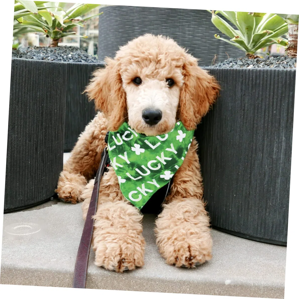 Toddmomy 8piezas Bandana para Perros Creativa y Adorable Babero De Mascotas para Fiesta Accesorios para Perros y Gatos para Dueños De Mascotas