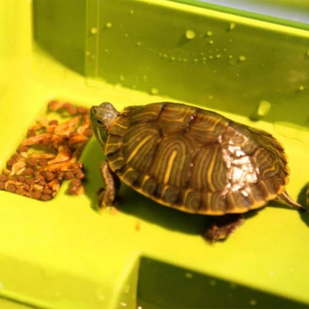 Terrario para Mascotas con Plataforma para Reptiles, diseño de Tortuga
