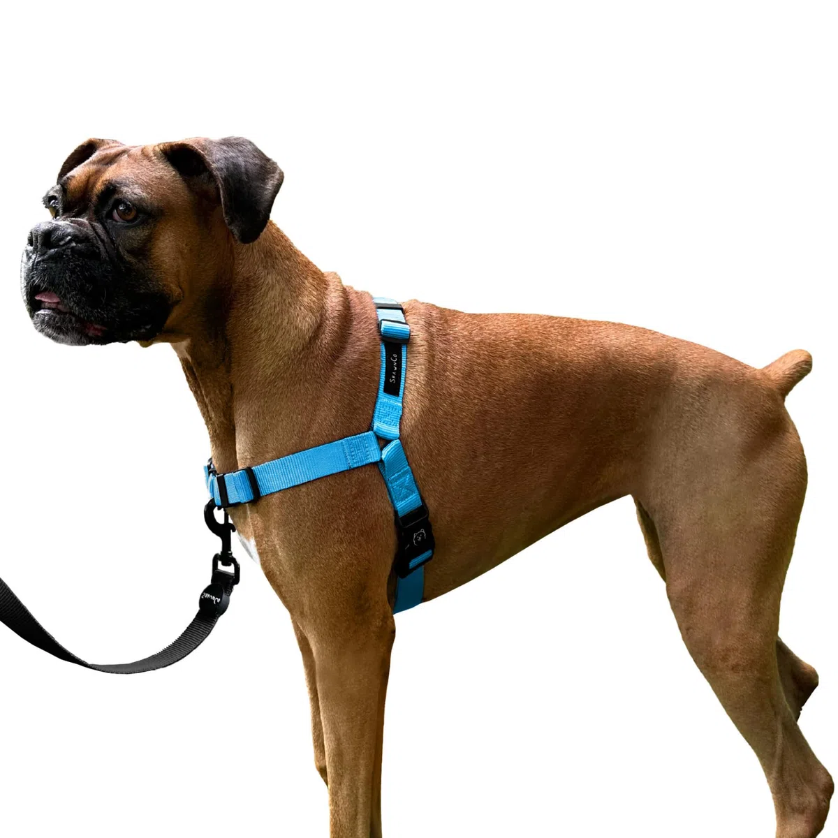 ShawnCo Dream Walk - Arnés para Perro sin tirones, Ajustable, cómodo y fácil de Usar para Ayudar a Dejar de Tirar, para Perros pequeños, medianos y Grandes (Azul océano, S)