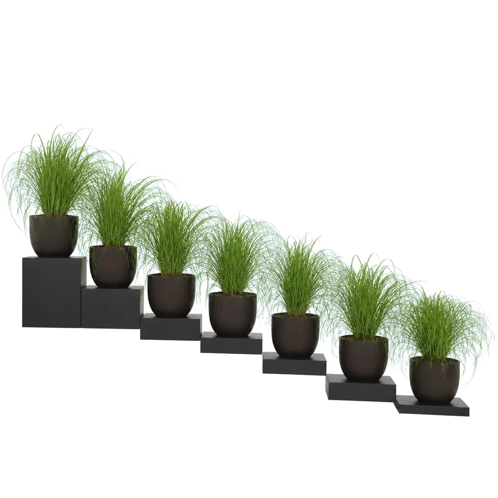 Conjunto de 8 Plantas Cyperus Alternifolius Zumula Hierba para Gatos | DECOALIVE | Maceta 12 cm | 25-30 cm de Altura | para Decoración Verde