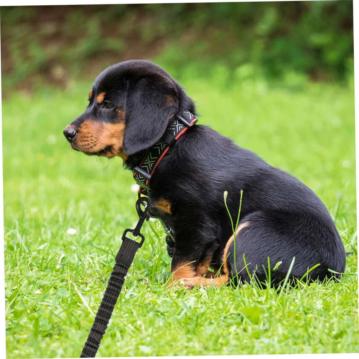 Gatuida Correa Doble para Perros Reflectante de Poliéster Diseño Ergonómico, Resistente y Cómoda para Paseos al Aire Libre, Paquete de 3 Unidades