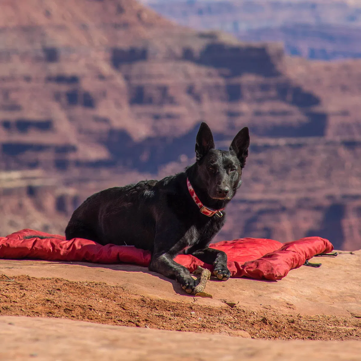 Kurgo Loft Wander Bed - Cama para Perros Grandes, Colchón para Perros, Cama para Mascotas, Cojín Lavable, Base Impermeable, Asa para Transporte – M