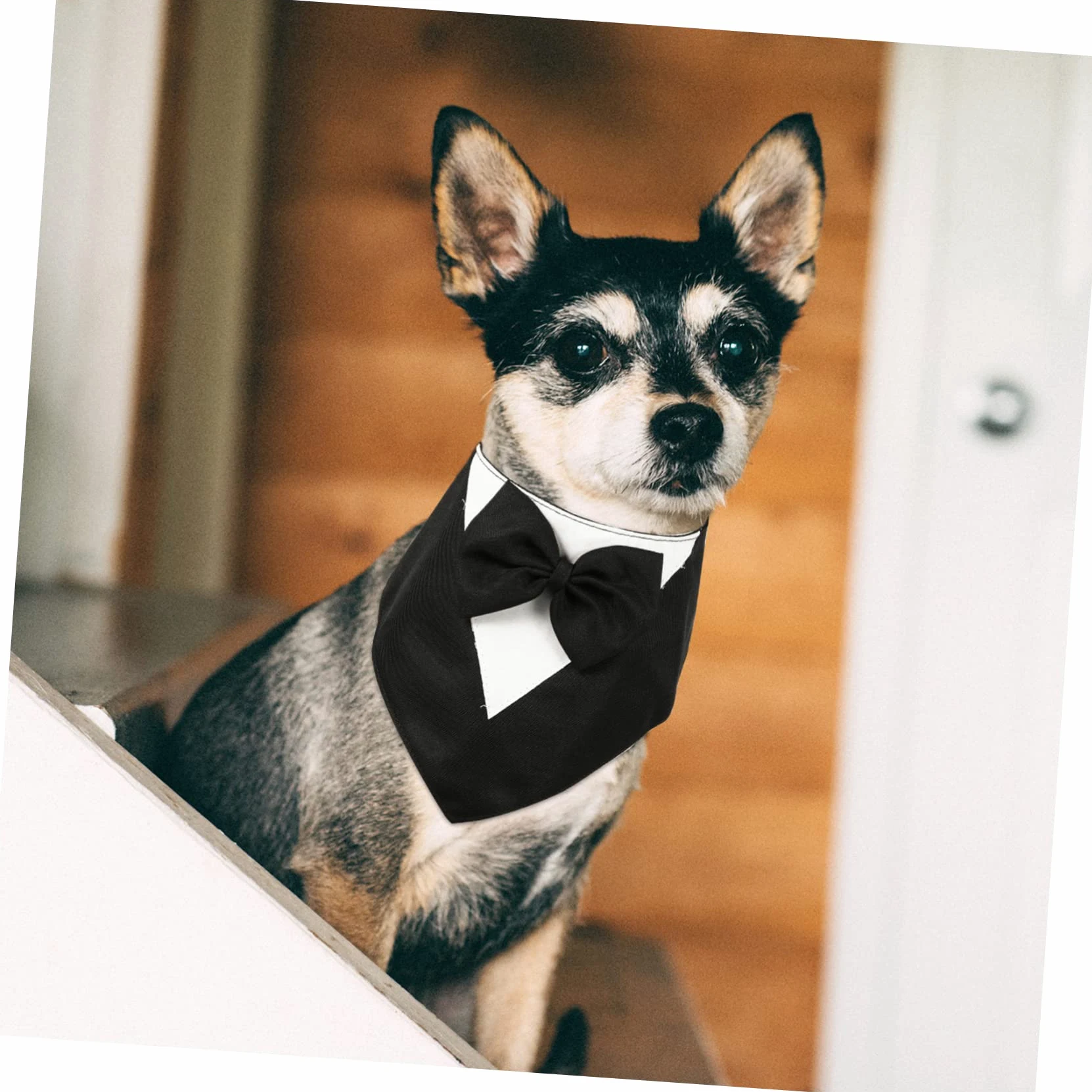 ABOOFAN 5 Accesorios De Moda para Mascotas Trajes para Perros Pajaritas Bufandas Y Corbatas Geniales para Cachorros.