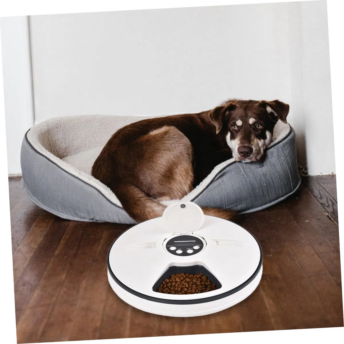 Comedero Automático Temporizado para Mascotas 6 Compartimentos | Capacidad 90g, Abs Negro, Diseño Desmontable Base Antideslizante, Fácil Limpieza y Colocación en Esquina
