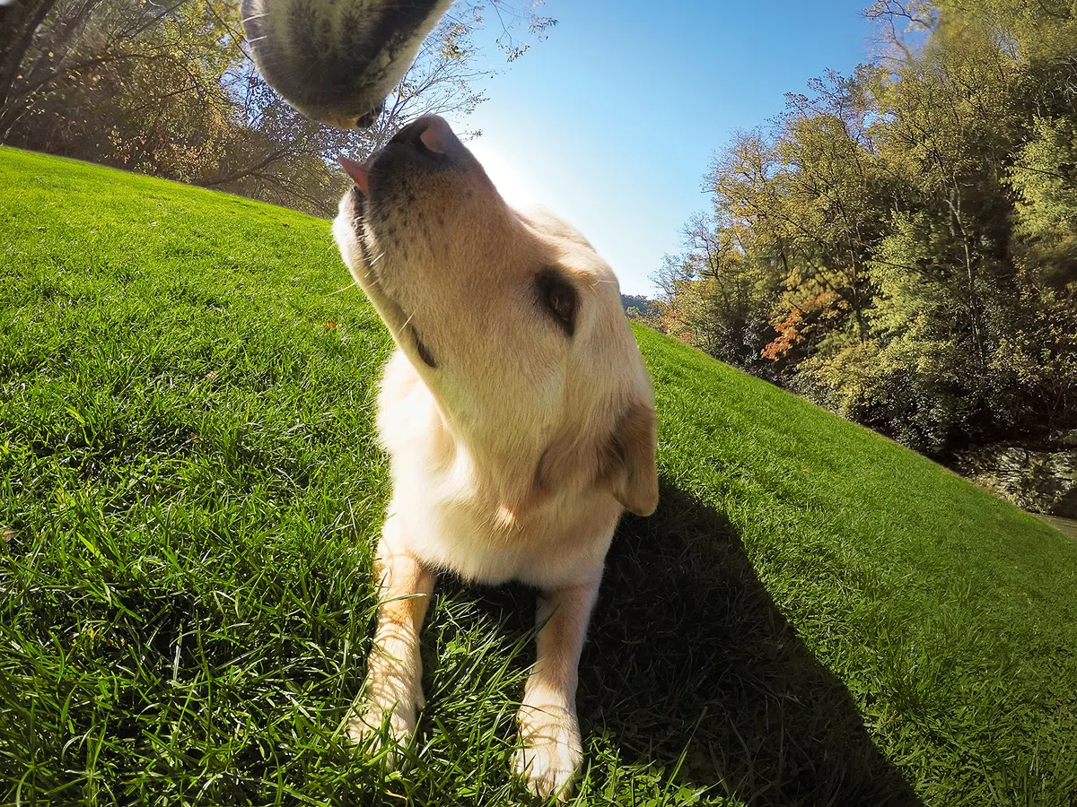 GoPro ADOGM-001 - Arnés para Perros, Color Negro