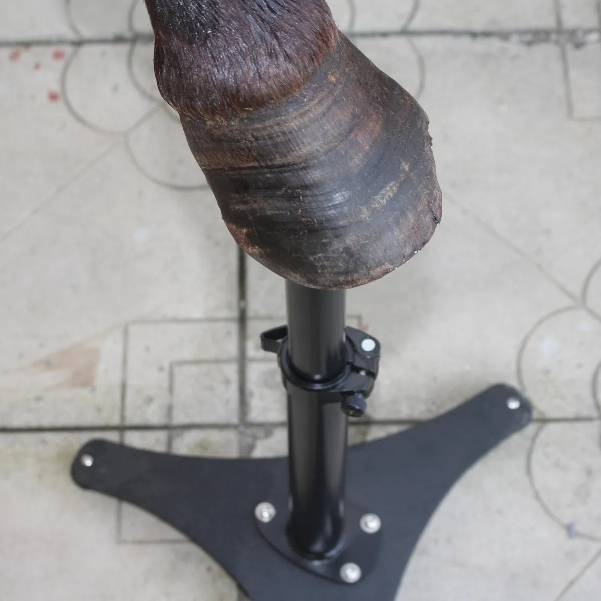 Soporte de Metal para pezuña con Altura Ajustable, Soporte para pezuñas de Caballo, Color Negro