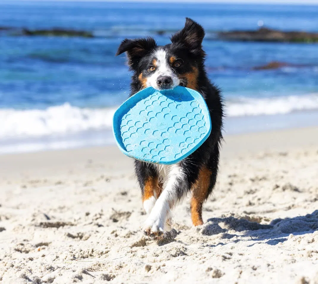 PROJECT HIVE ·PET COMPANY· - Frisbee de colmena con aroma a vainilla relajante para perros - Ideal para buscar - Incluye una alfombrilla para lamer en la parte posterior - Flota en el agua