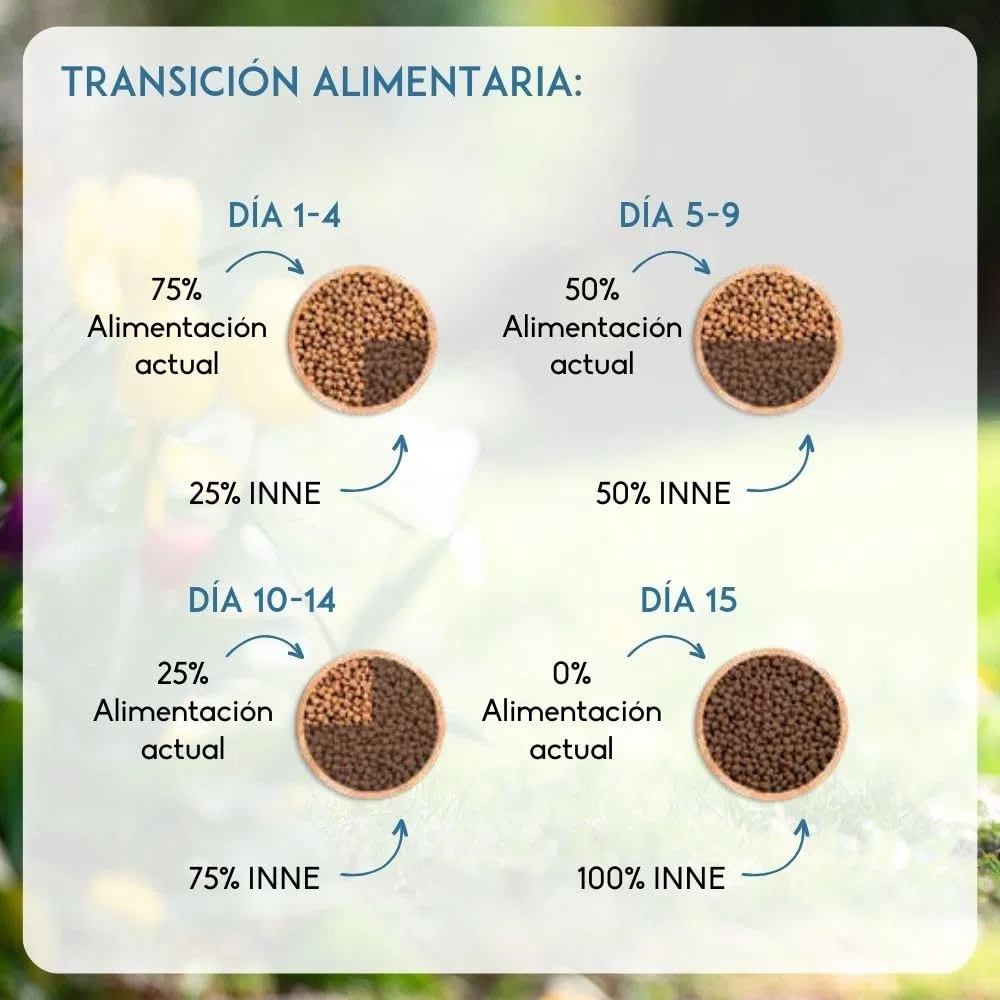 NUTRIVET - INNE Chat - Croquetas sin Cereales - Gato Adulto - Pescado - 80% Ingredientes de Origen Animal - 6kg