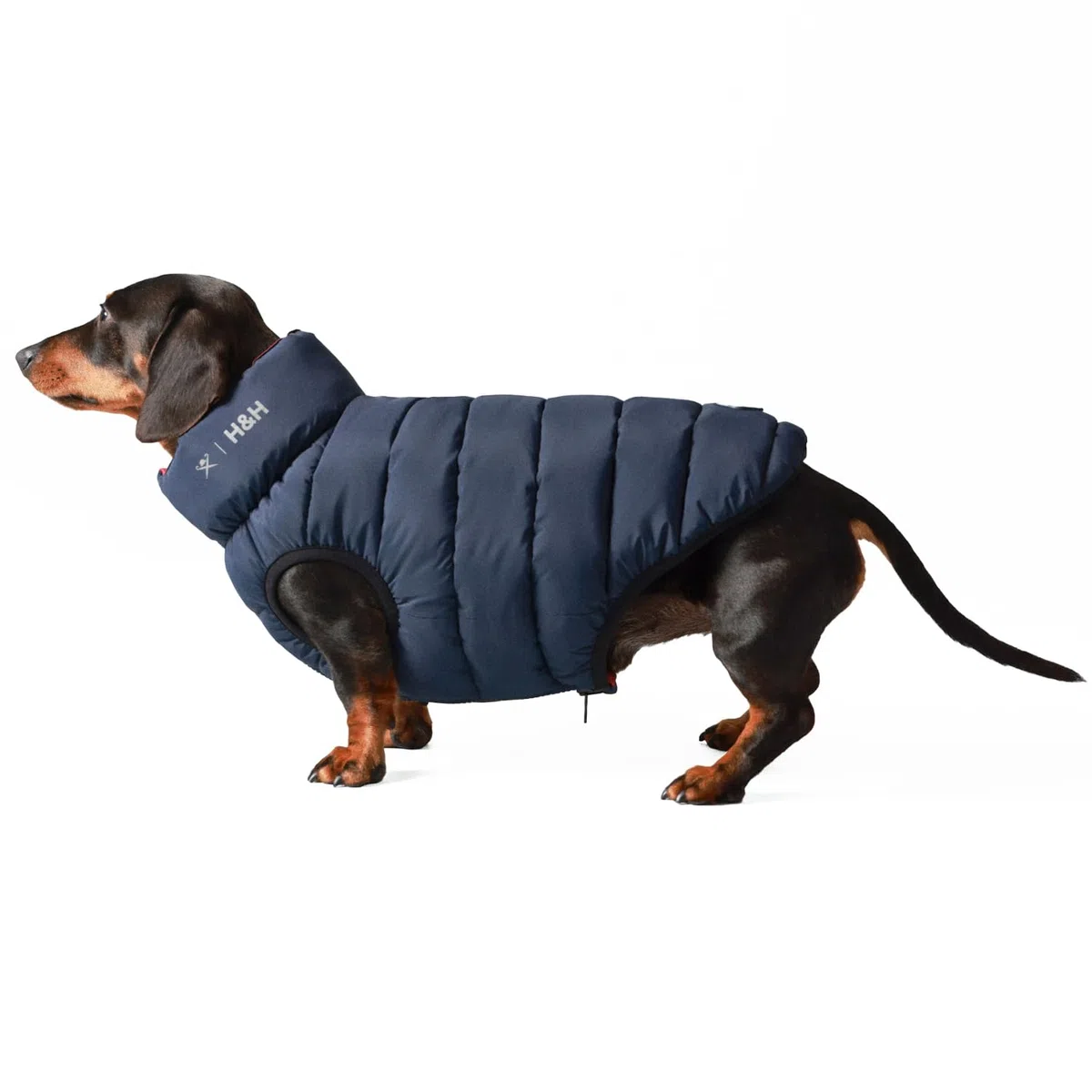 HUGO & HUDSON x Hackett Chaqueta Acolchada Reversible para Perros, Abrigo cálido de Invierno, Azul Marino y Baya, S35
