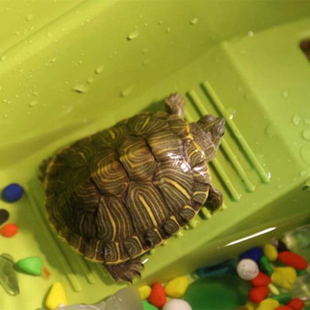 Terrario para Mascotas con Plataforma para Reptiles, diseño de Tortuga