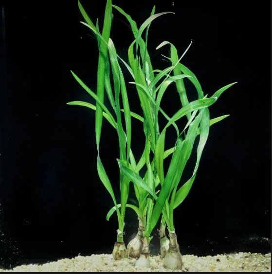 Crinum Thaianum - Plantas de acuario saludables oxigenantes tropicales - Camarón - Pasaporte de plantas - A - Crinum - B - 154553 - C - Crin10 - D - GB
