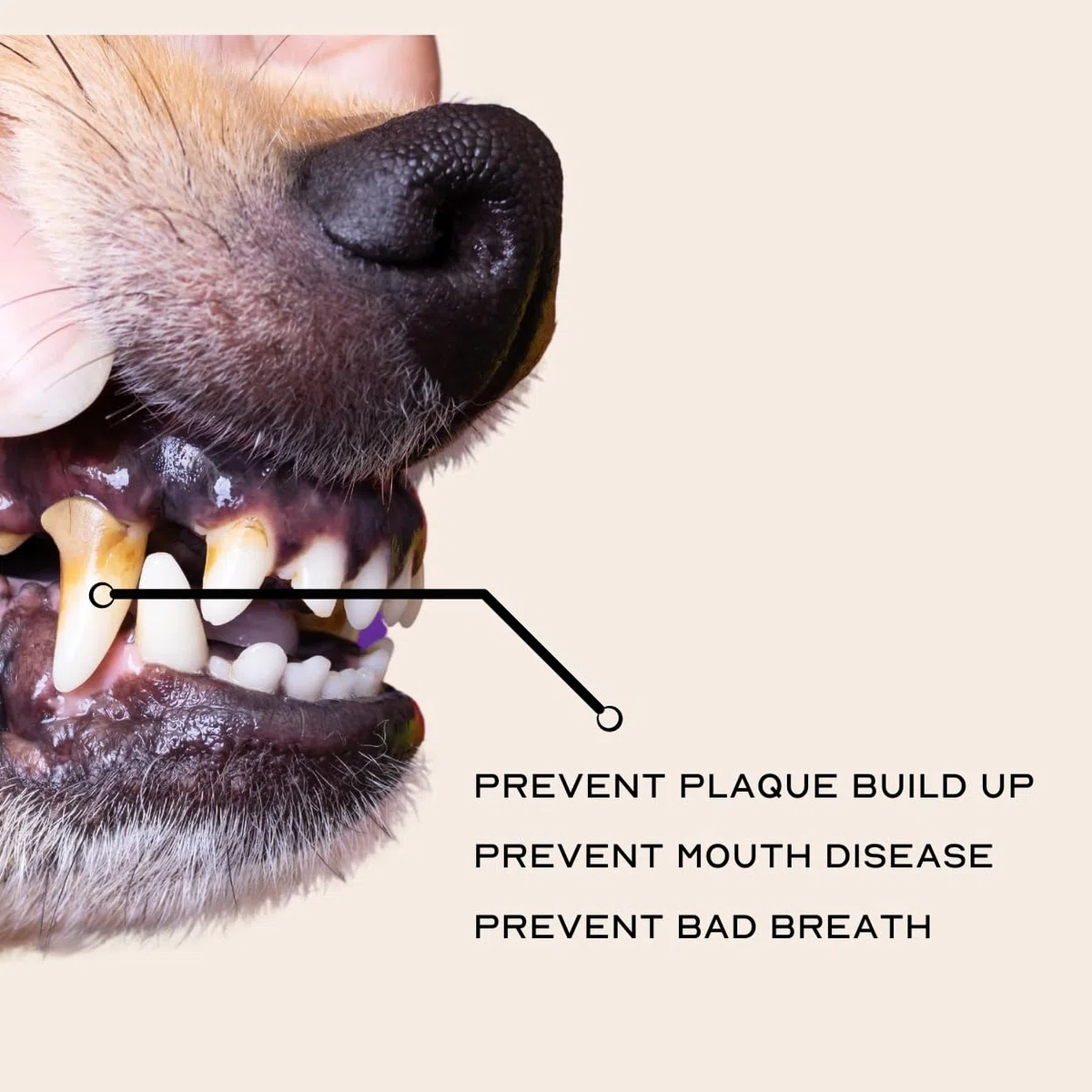 Pupwell Puppy Breath Daily - Cepillo de dientes de dedo de perro para el mal aliento, elimina la placa y la acumulación de sarro, hecho de silicona (azul pizarra)