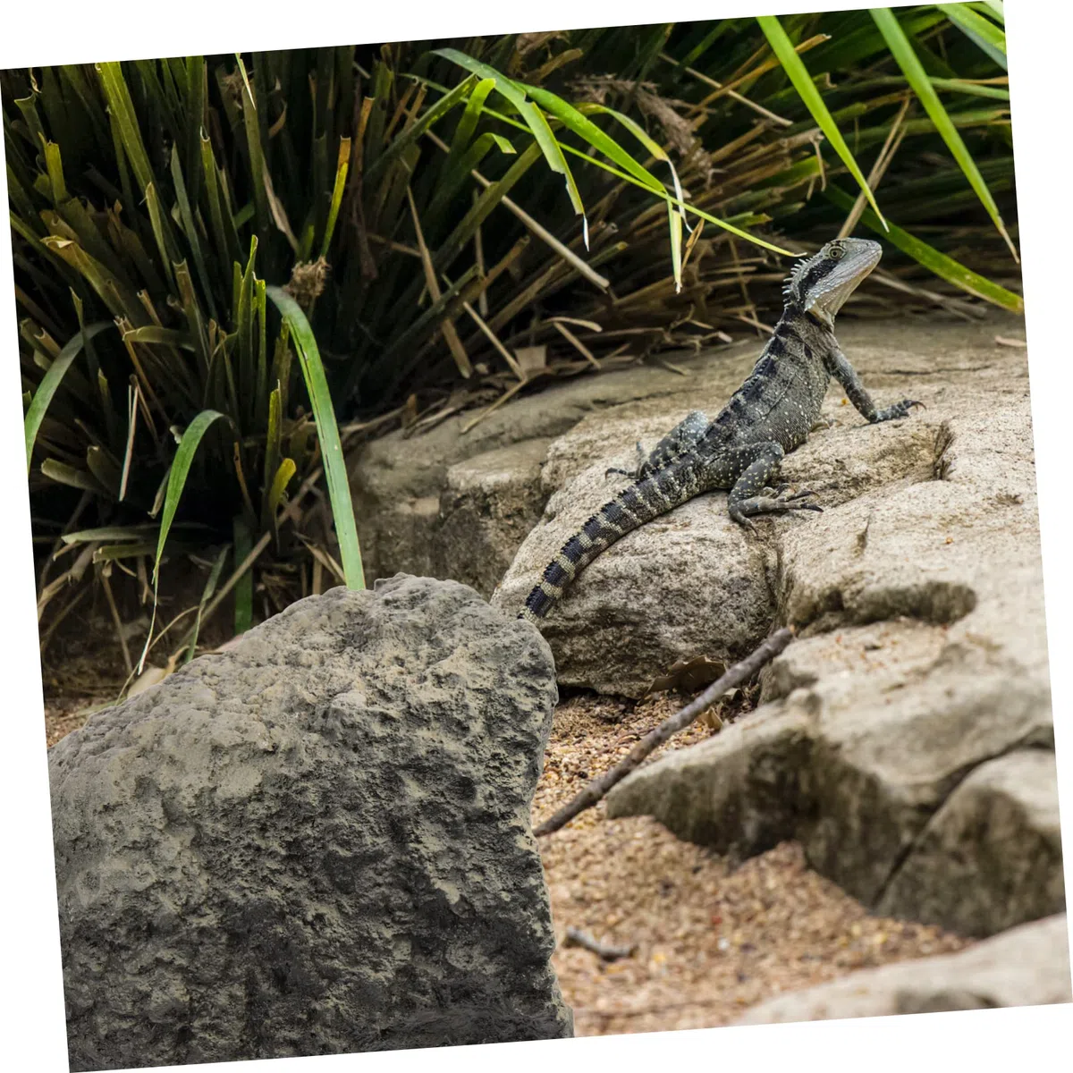 BESPORTBLE Refugio De Resina para Reptiles Cueva Decorativa para Terrario Escondite Natural para Tortugas Ranas y Lagartos Accesorio De Paisajismo para Acuarios y Terrarios