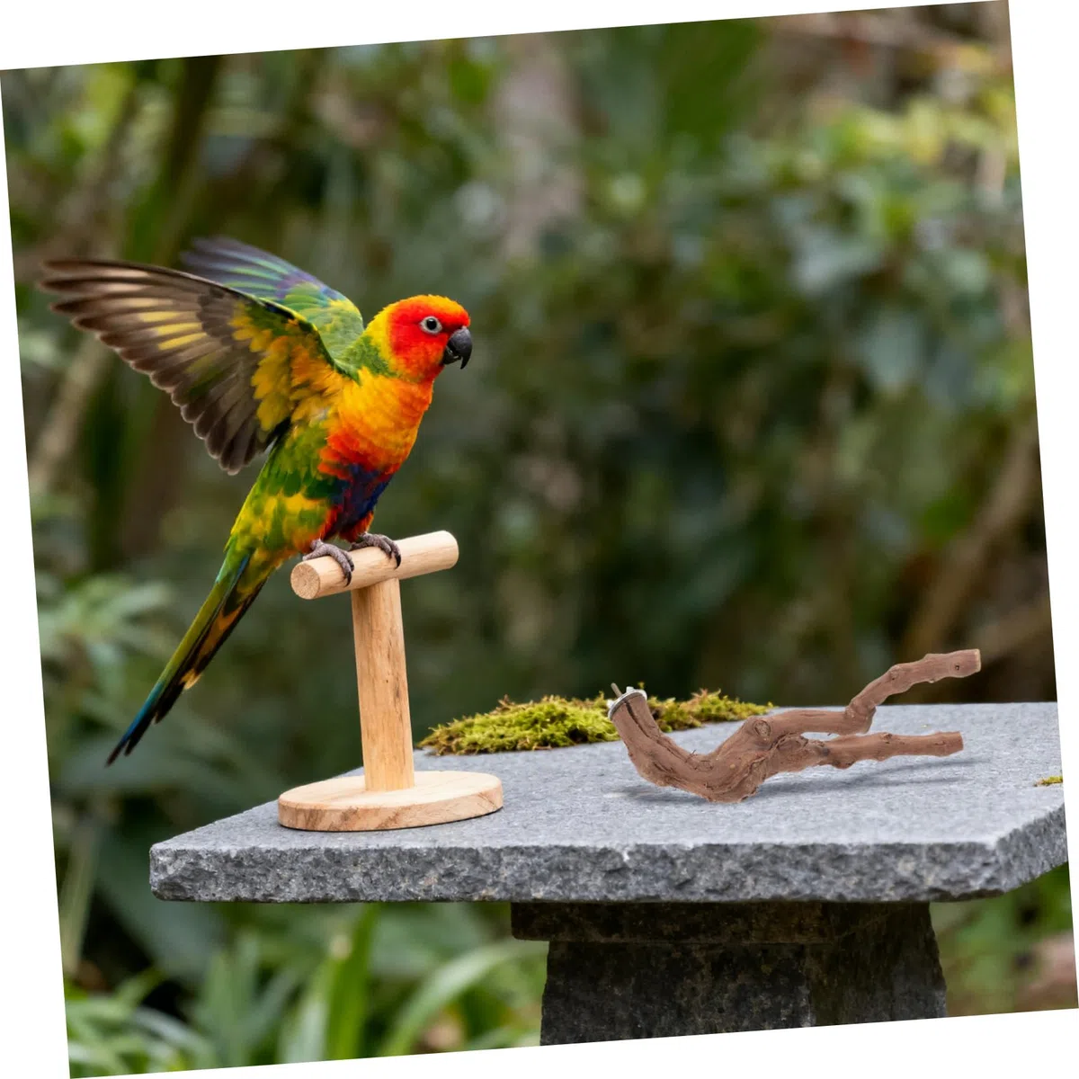 SHINEOFI 5 Perchas de Madera Natural para Loros con Cuerda, Diseño Estable y Superficie Cómoda para Trepar, Accesorio Adecuado para Jaulas y Hogares de Aves