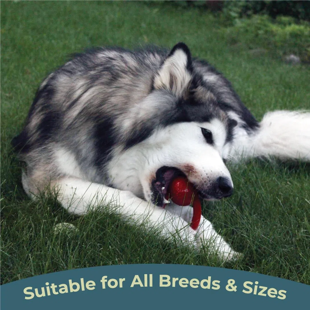 Alpha - Chew - Juguete de goma resistente para perros de tira y afloja para mascotas, elige tu color, 6 pulgadas de largo x 2.5 pulgadas de ancho x 3.5 pulgadas de alto (rojo)
