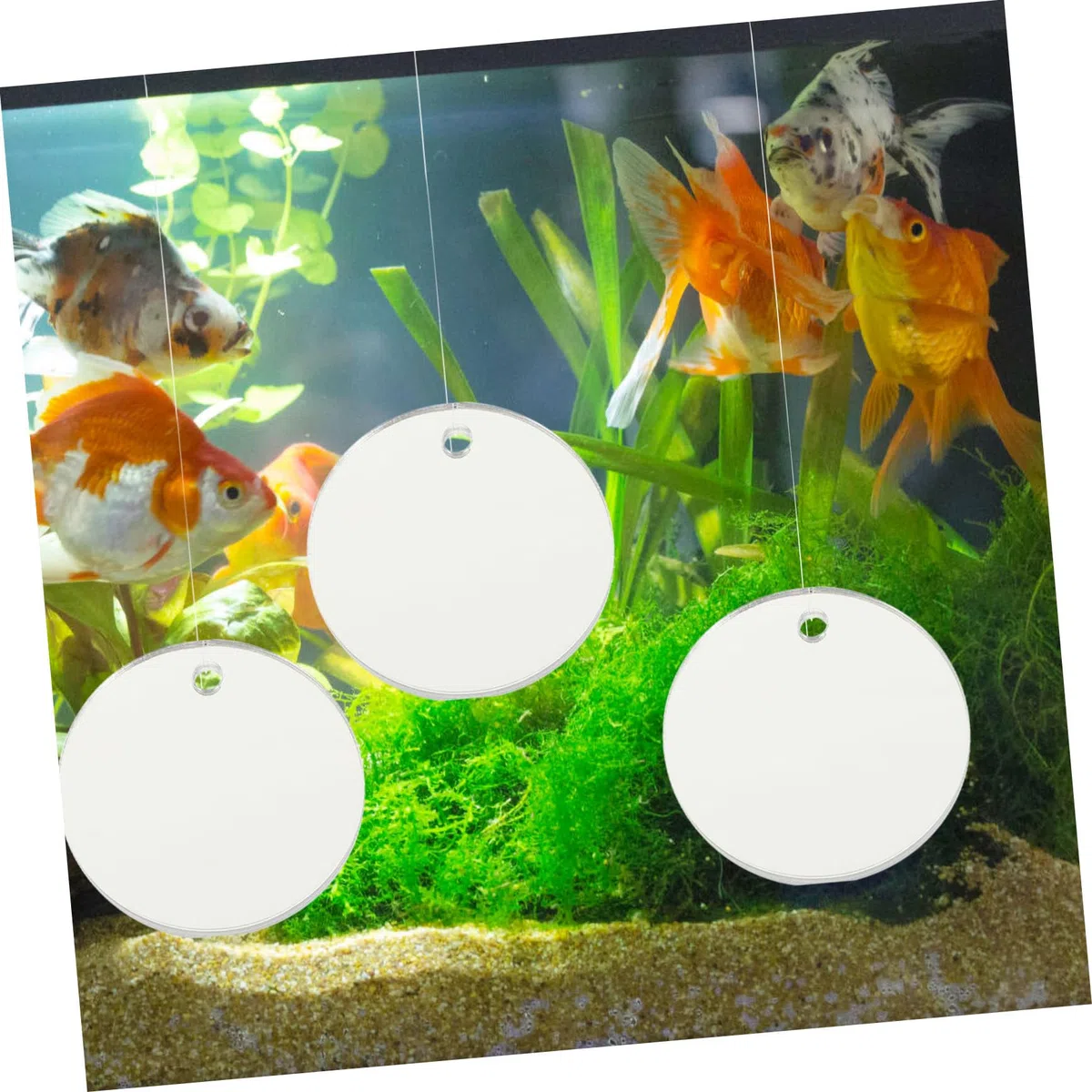 BESPORTBLE 20piezas Espejos para Acuarios De Betta Espejos Flotantes Redondos De Accesorios para Peceras Decoración para Acuarios De Agua Dulce y Salada