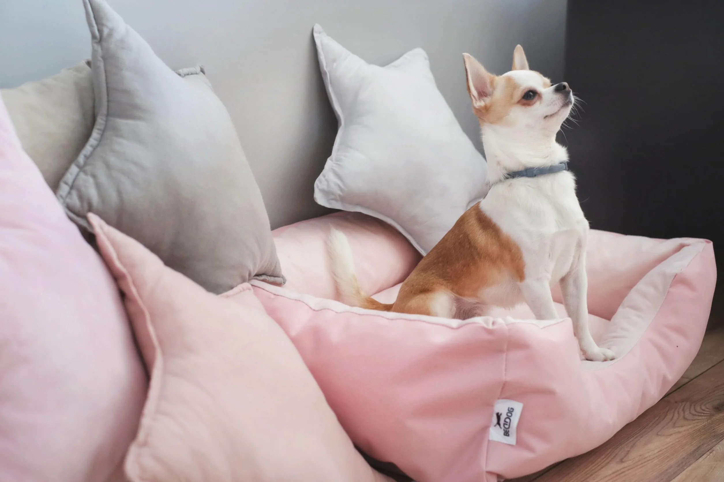 BedDog Zara Cama para Perros Cojín para Perros con Funda Desmontable Lavable, Cesta para Perros Perros Sofá para Perros Pequeños S
