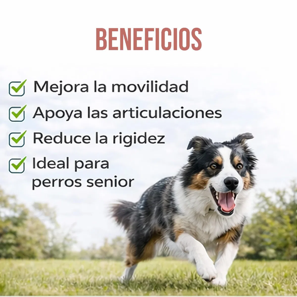 Laboratorios Pino Pinoquin Plus Condroprotector para Perros y Gatos con MSM, Glucosamina, Condroitina, Colágeno y Ácido Hialurónico, Apoyo Articular 160 Comprimidos