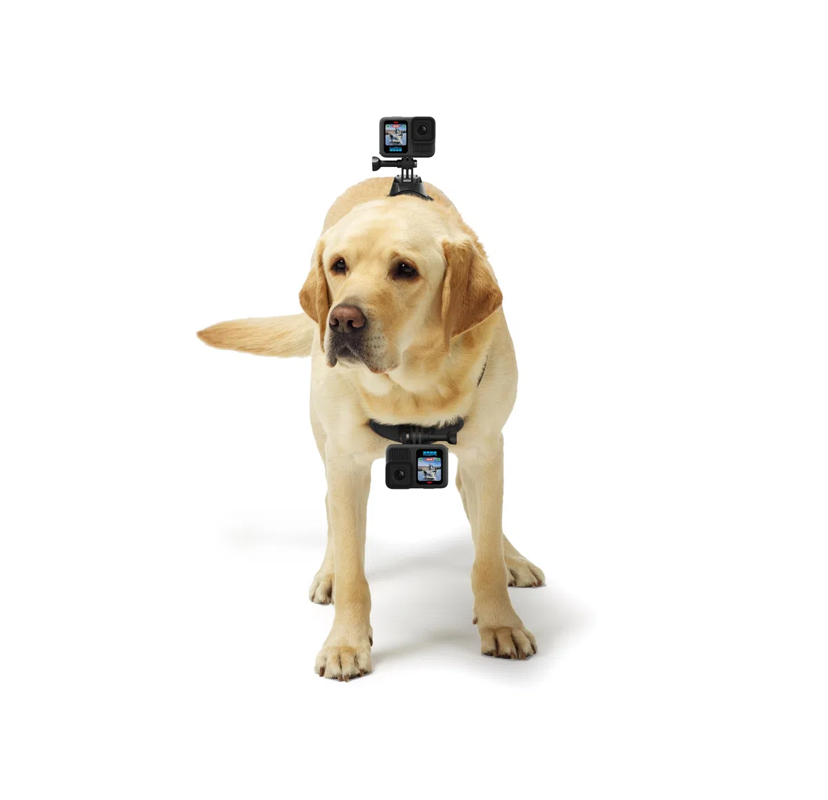 GoPro ADOGM-001 - Arnés para Perros, Color Negro
