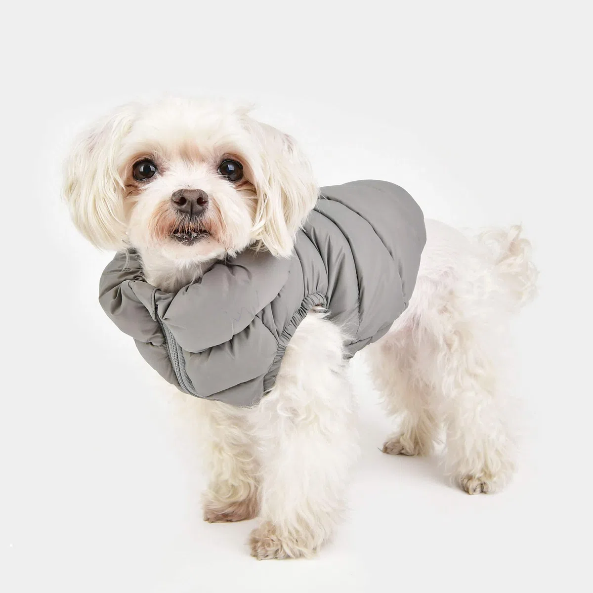 Puppia Abrigo de Invierno Ultraligero para Perro, Abrigo Impermeable para Clima frío, Cierre de Cremallera para Perros pequeños y medianos, Gris, XL