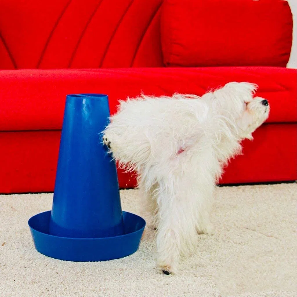 PIPPI Baño para Perros tapete para Perros baño fácil de Limpiar para Interiores WC para Perros para una higiene óptima sin olores ecológico Dog Toilet WC 28x36cm Azul Pack de 3