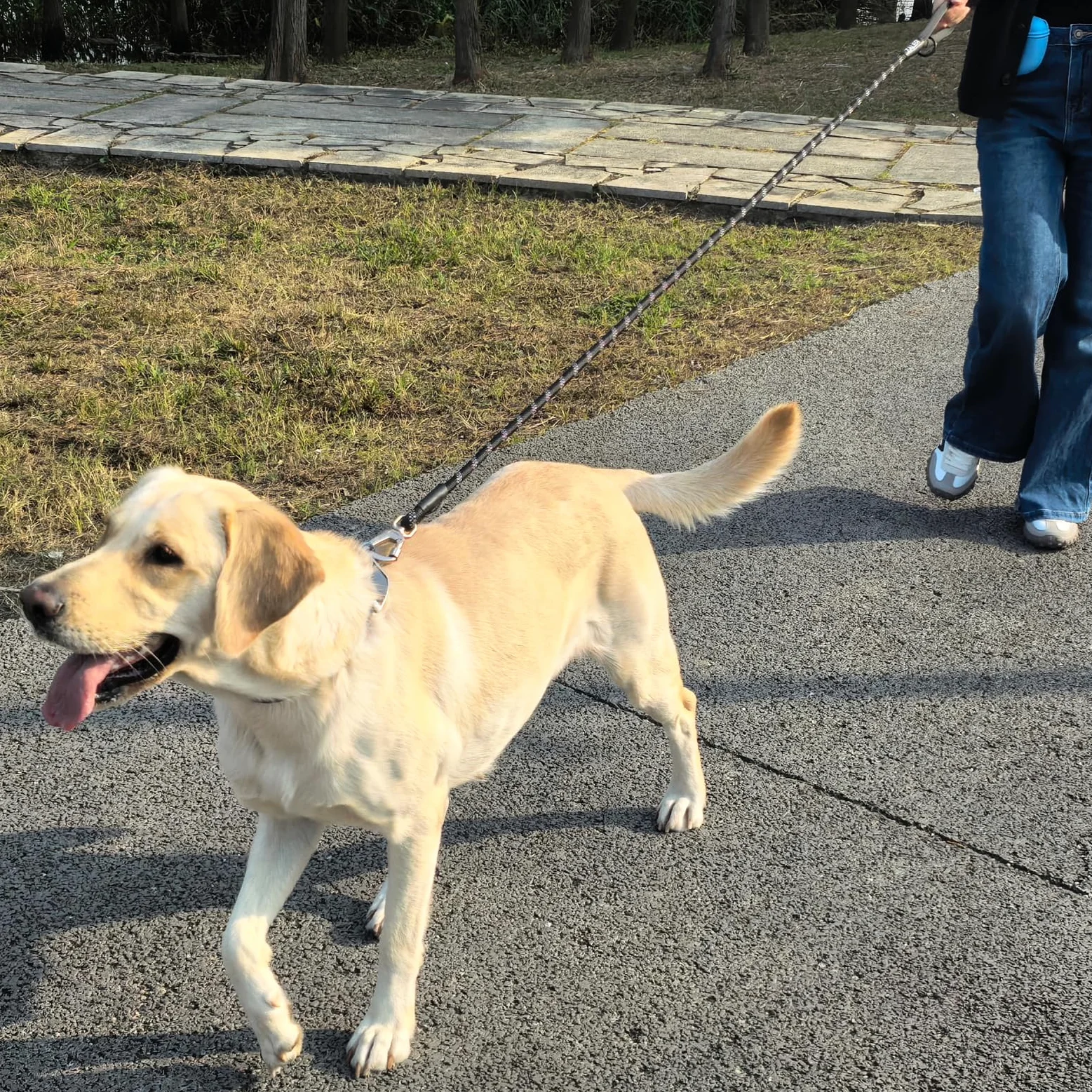 Zaler Correa resistente para perro con mosquetón, correa de nailon para mascotas para perros grandes y medianos (6 pies, azul verde)