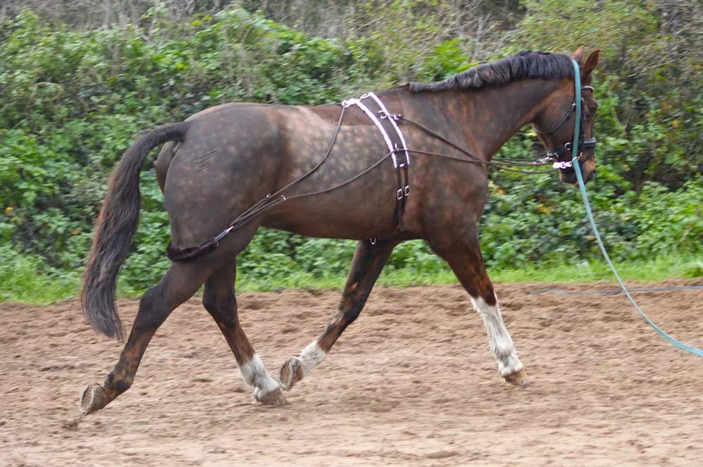 Ayuda para entrenamiento de caballo con rodillo de cuerpo, talla única, mazorca, pony, negro y marrón (morado)