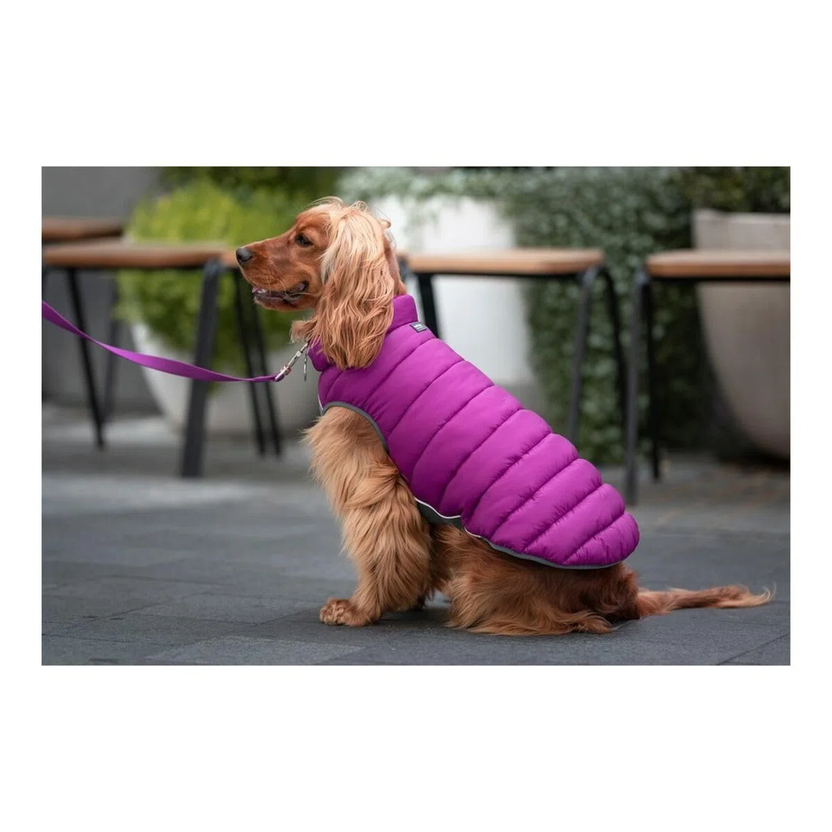 RED DINGO Abrigos y Chaquetas para Perros Abrigo Reversible Puffer Jachet