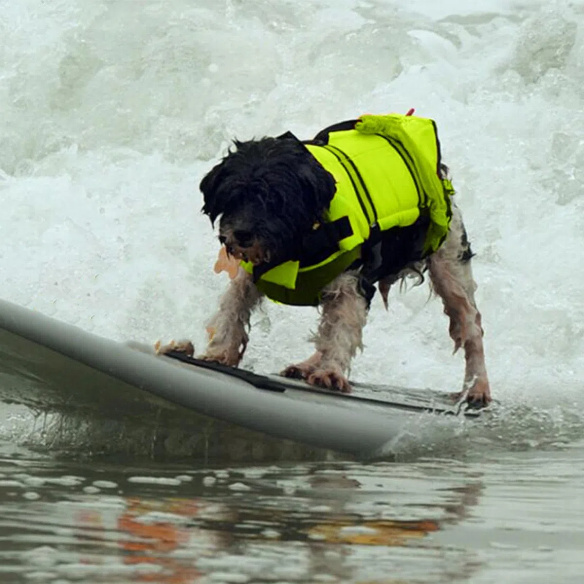 Chaleco Salvavidas Canino Ajustable Pequeño Mediano Con Asas De Rescate
