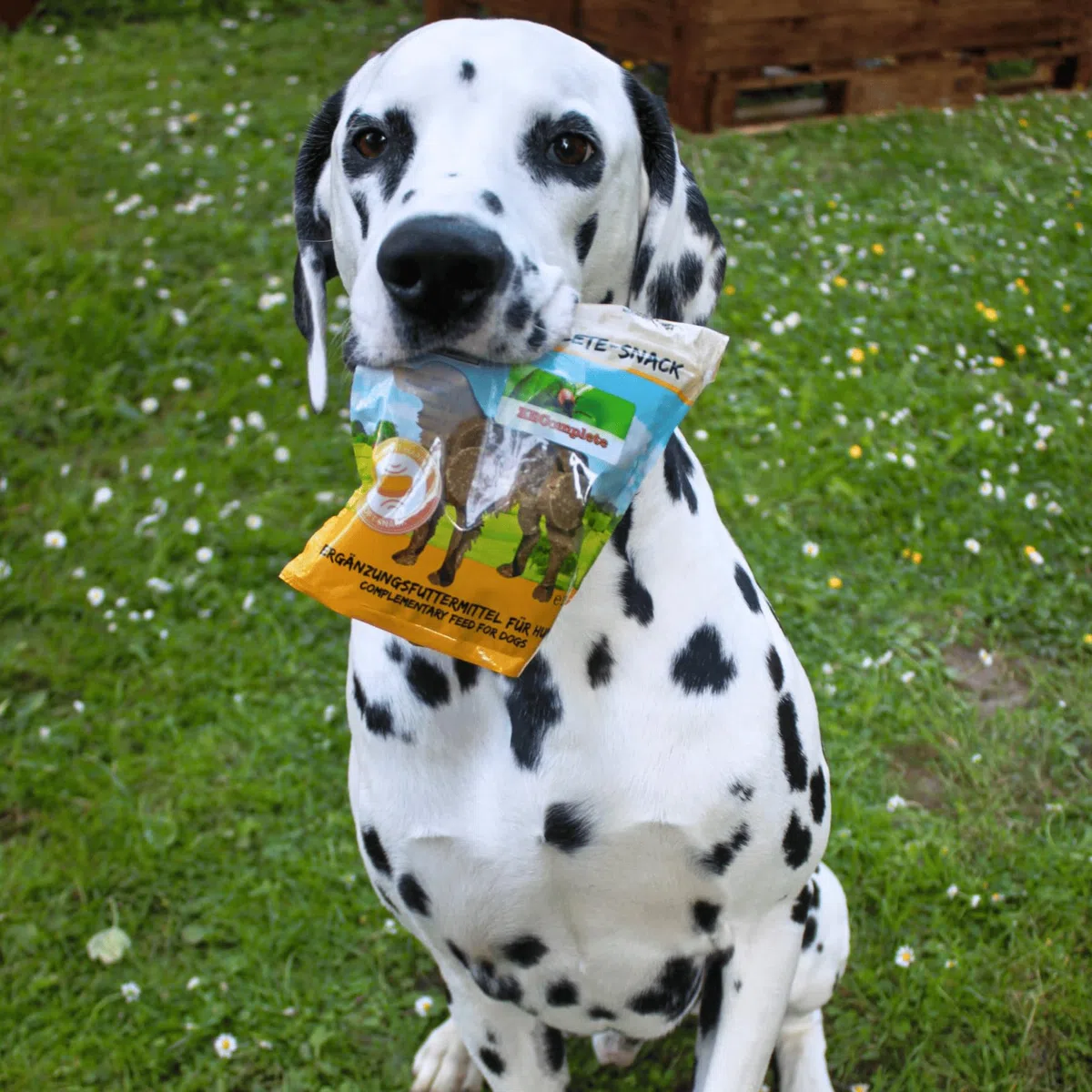 Bellfor ZEComplete Snacks para Perros sin Cereales - 3 x 150 g | Proteína de Insectos | Rico en Ácido Láurico | Golosinas Naturales para Perros