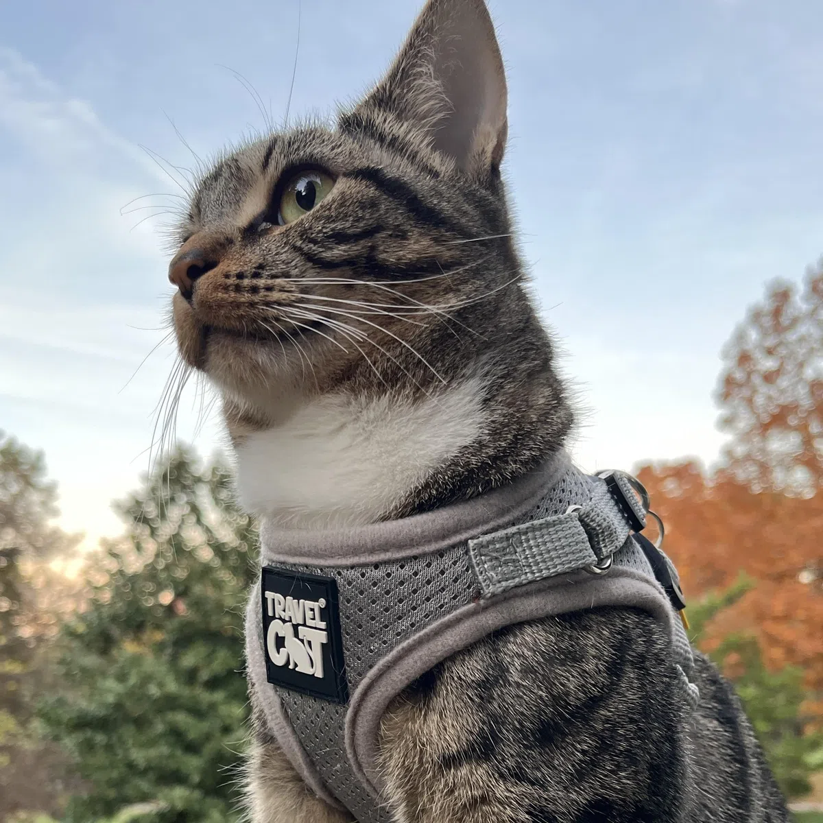 Arnés y Correa Reflectantes para Caminar | Juego a Prueba de Fugas para Gatos de Aventura | Red de Nailon Suave y cómoda (S, Gris)