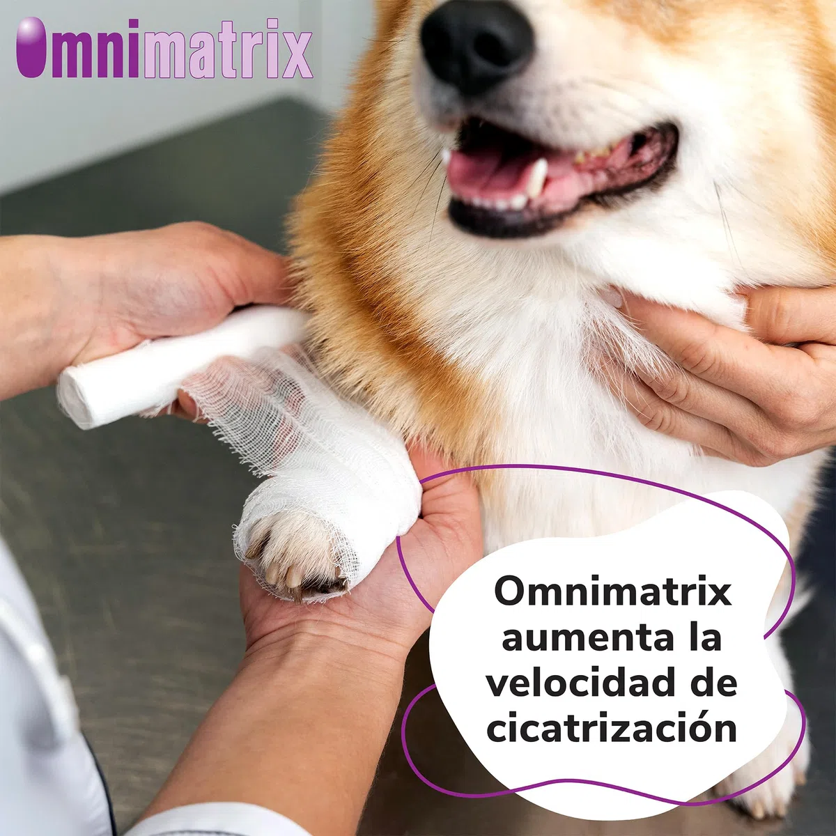 Omnimatrix Hifarmax - Crema Cicatrizante para Perros, Gatos y Caballos | Antiinflamatorios para Perros y Otras Mascotas, Ideal para la Cicatrización de Heridas | Tubo de 250ml