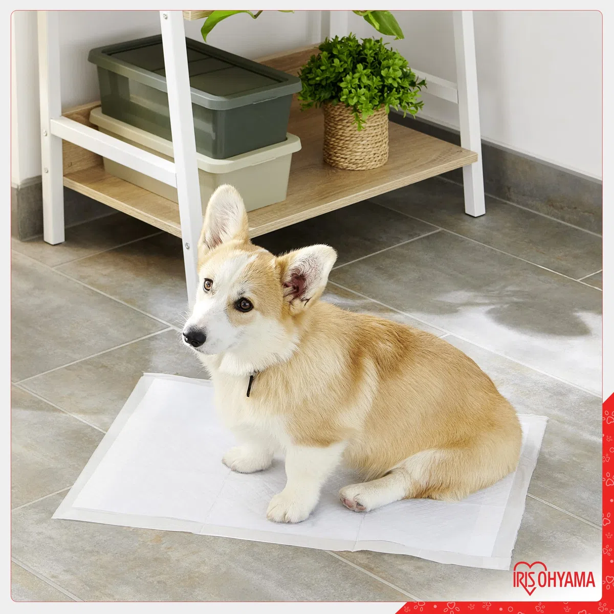Iris Ohyama, Almohadillas para Cachorros / Adiestramiento, Alfombrillas superabsorbentes para incontinencia en el baño, para Perros y Cachorros de hasta 35kg - Pet Pad NS-100 DW, Blanco