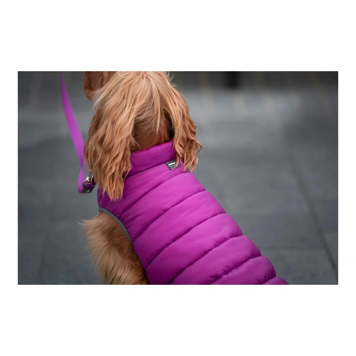 RED DINGO Abrigos y Chaquetas para Perros Abrigo Reversible Puffer Jachet