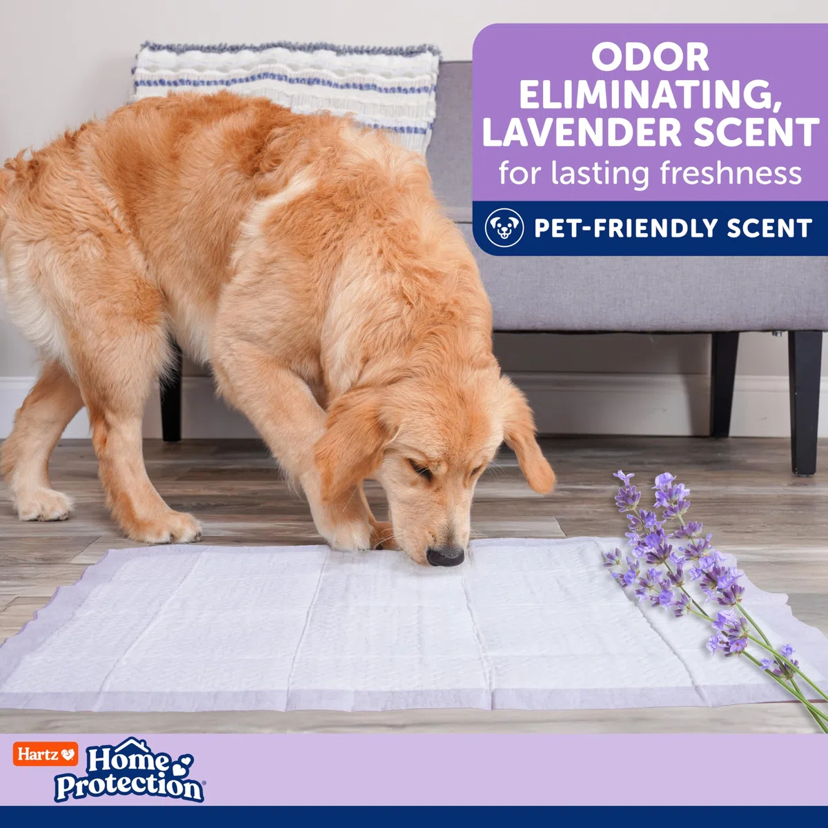 Hartz Home Protection - Almohadillas para perros con aroma a lavanda, XL 60 unidades, súper absorbentes y no gotean, eliminan olores